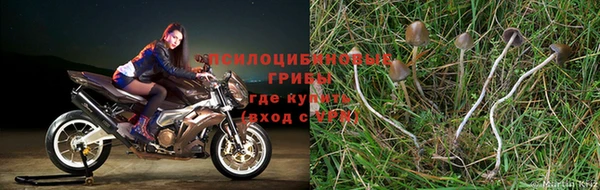 ГАЛЛЮЦИНОГЕННЫЕ ГРИБЫ Алзамай